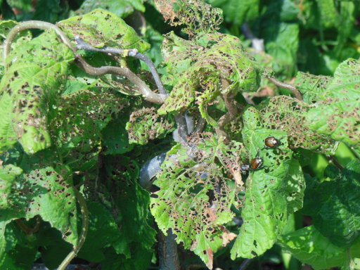 Japanese Beetles damage